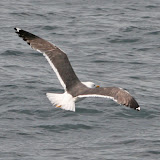 Lesser black-backed gull