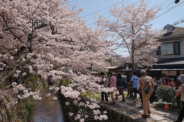 京都哲學之道櫻花