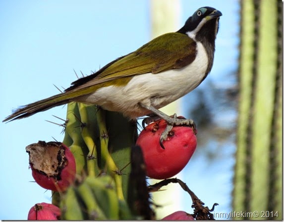 IMG_3740 IMG_3740