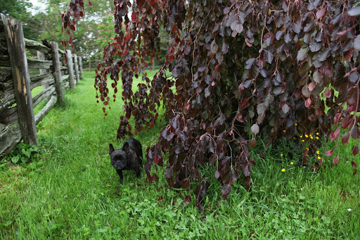 And this looks nothing like a dogwood!  I believe it's a weeping beech, a wonderful tree for hiding under!  I'll have to play a good one on Sharkey!