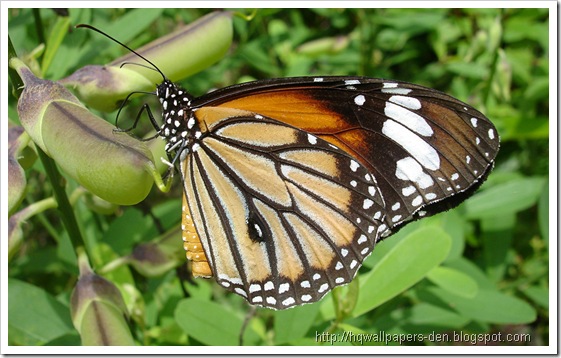 रस पीती हुई तितली (Butterfly Drinking Nectar), Kerala, India