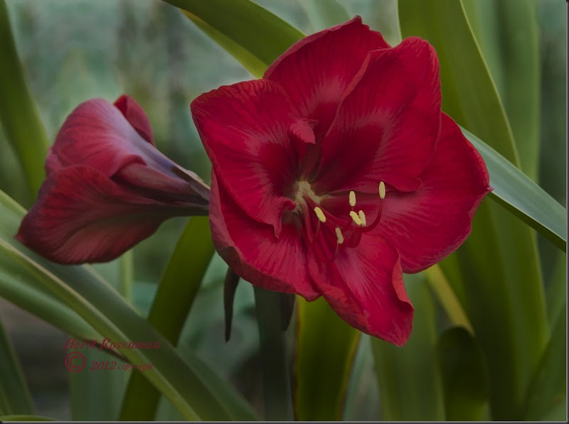 Amaryllis open h painting copy