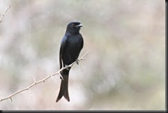 %2Fhypescience.com%2Fwp-content%2Fuploads%2F2014%2F05%2FFork-tailed-Drongo-600x399