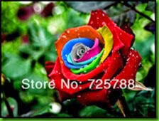 MENTIRA 4 Mystic-Rainbow-Rose