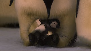 Pinguin (6).jpg Pinguin (6).jpg