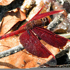 Red Grasshawk