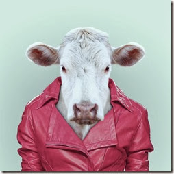 vaca vaca
