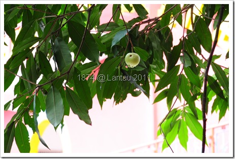 DSC_0525 DSC_0525