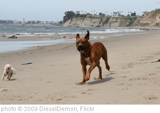 'Run ' photo (c) 2009, DieselDemon - license: http://creativecommons.org/licenses/by/2.0/