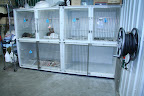 Our small breed dog kennels are spacious and bright.