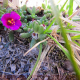 Flores do Canion do Colca - Cabanaconde - Peru