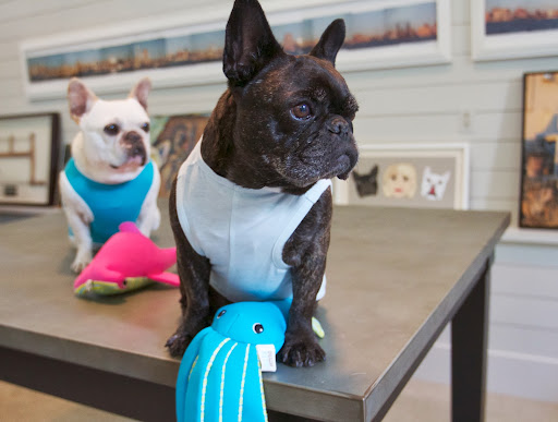 We even have our Fitness & Fetch Floating Toys to take to the beach. They have internal squeakers and will be so much fun in the water! We even have our Fitness & Fetch Floating Toys to take to the beach. They have internal squeakers and will be so much fun in the water!