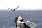 albatross_morning.jpg