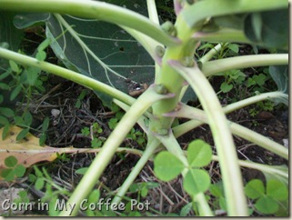 brusselsprouts-peas-broccoli 005