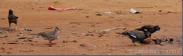 DSC_0370 DSC_0370