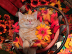 Dreaming of Catching Mice Cute Kitty Cat Kitten Smiling in his Sleep, Fall Autumn Gerbera Flowers For purchase options, please visit: www.zazzle.com/bedazzle_*/ www.redbubble.com/people/chantalc www.imagekind.com/MemberProfile.aspx?MID=0ce77662-2c03-43db-a99e-624f597d2c1a http://fineartamerica.com/profiles/chantal-c.html www.bigstockphoto.com/profile/Chantal%20PhotoPix www.dreamstime.com/Chantal777_info Join me on Facebook http://www.facebook.com/chantal.photopix?v=info#!/chantal.photopix Follow me on Twitter! https://twitter.com/#!/ChantalPhotoPix Join me on LinkedIn http://www.linkedin.com/profile/view?id=138372879&authType=name&authToken=uTXK&locale=en_US&pvs=pp&trk=ppro_viewmore Squidoo Lens http://www.squidoo.com/lensmasters/ChantalPhotoPix