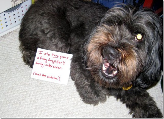 dog-shaming-bad-2