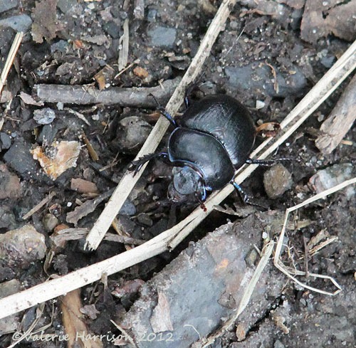 [56-dor-beetle%255B2%255D.jpg]