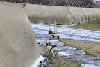 So far, this has been one strange winter, Franny!  I am so glad that Ryan and Wilmer finished spreading the garden beds with compost.  I was really worried about all those confused spring bulbs.
