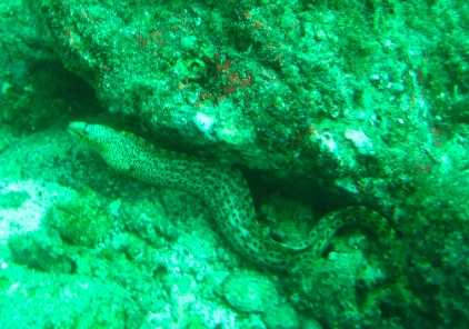 IMG_4020.jpg IMG 4020