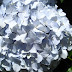 Hydrangea - Photo (c) DavidR.808, some rights reserved (CC BY-NC-SA)