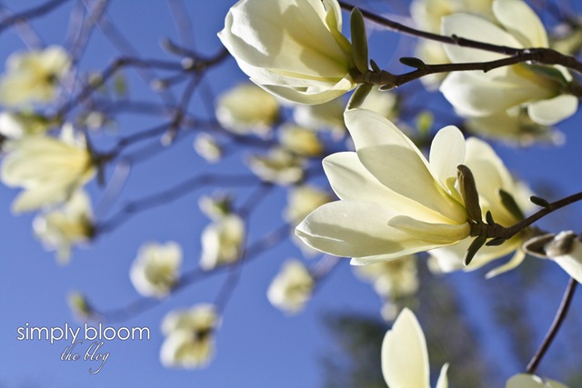 [magnolias1of13.jpg]