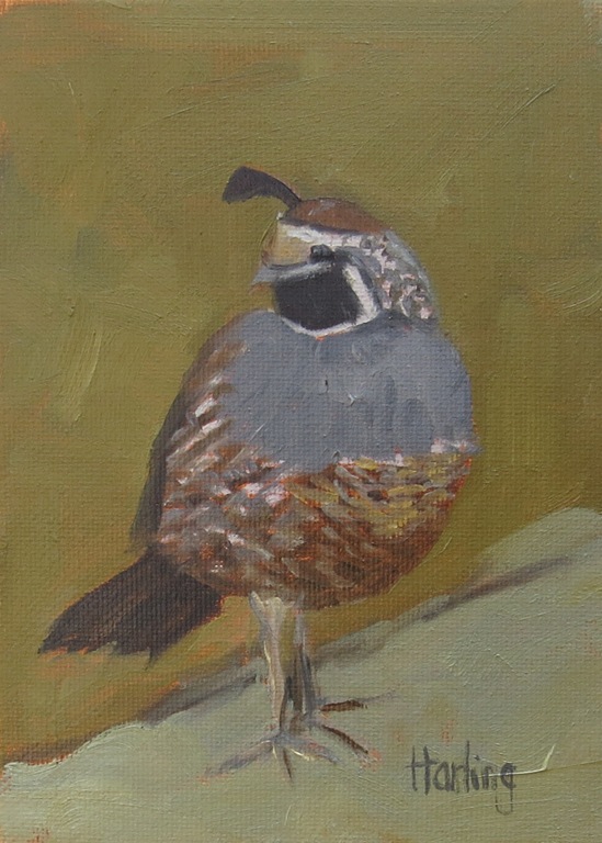 [Valley%2520Quail%2520male%2520Crystal%2520Harling%255B8%255D.jpg]