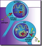 Androgen Receptor with KD Androgen Receptor with KD