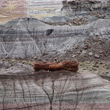 Àrvore petrificada no Deserto Pintado -Petrified Forest National Park - Flagstaff, AZ