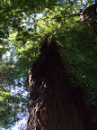 california_sequoia