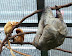 National Zoo in August