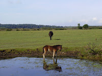 New Forest Ponies.
