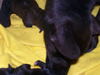 carlootta ancora mamma 009.jpg