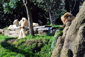 Zoo