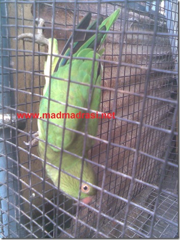 captured_parrot