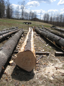 This tree is layed out to become a new sill timber.
