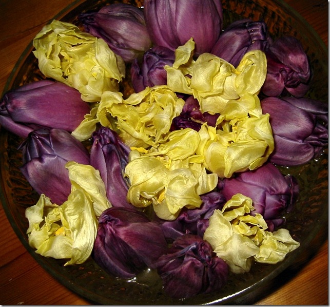 Tulipanhoder i vann Tulipanhoder i vann