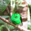 Coppery-headed Emerald