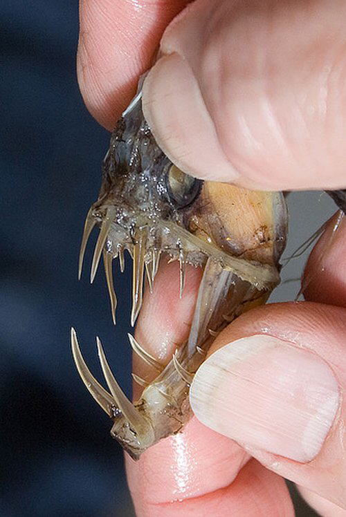 Strange Sea Creatures