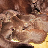 nadjas puppar2 nov