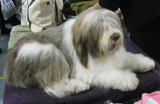 Polish Lowland Sheepdog