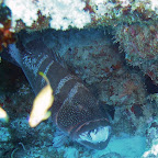 Black-saddle coral trout met poetsvissen