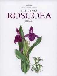 [roscoea%255B2%255D.jpg]