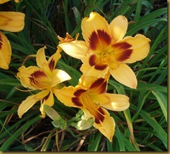 flowers in yard