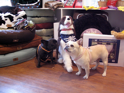 Sharkey, why isn't this dog moving?