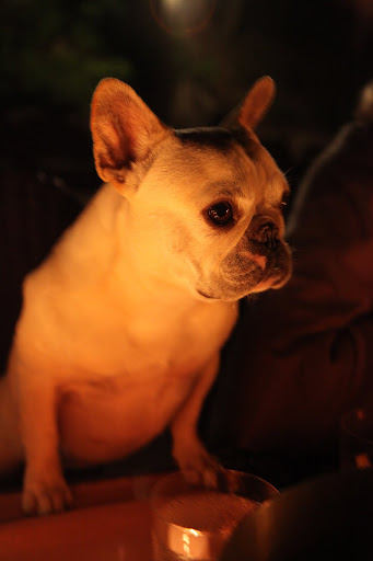 After all, I deserve to be honored - I work hard on my blog The Daily Wag, I keep Martha's feet warm at night, and I even star in my own commercials!