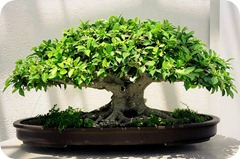 ficus bonsai4 ficus bonsai4
