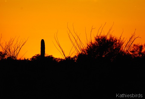 20. sunset at saguaro-kab
