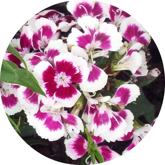 [pink%2520and%2520white%2520flowers%255B5%255D.jpg]