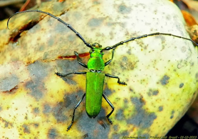 Lépidoptères de Pitangui au Minas Gerais - Probablement : Cerambycinae : Aglaoschema rufiventre (GERMAR, 1824). Pitangui (MG, Brésil), 1er décembre 2013. Photo : Nicodemos Rosa